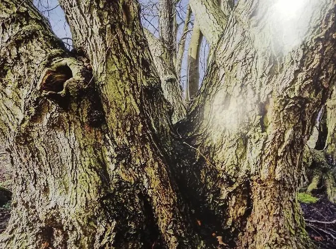 Zur Alten Eiche Stepenitz